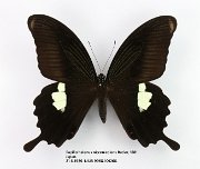 Papilio helenus nicconicolens